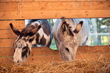 Two Donkey feeding straw through a barn window.