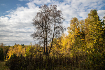 Fototapeta premium autumn landscape with trees and sky