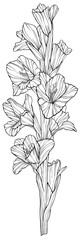 Flower isolated on white, hand drawn sketch, png flower illustration.
