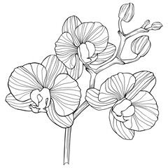 Fototapeta premium Flower isolated on white, hand drawn sketch, png flower illustration.