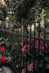 flower on the fence 