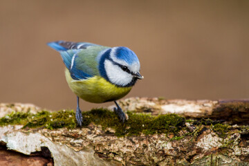 Blaumeise (Cyanistes caeruleus)