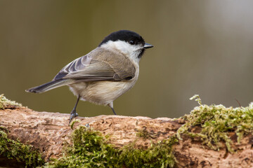 Sumpfmeise (Poecile palustris)
