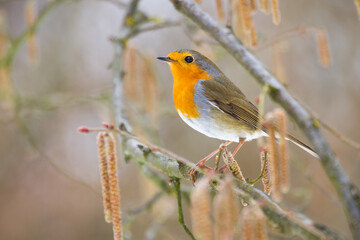 Rotkehlchen (Erithacus rubecula)