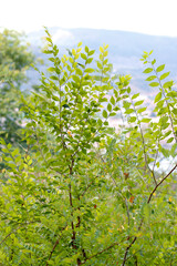 green leaves on a branch