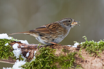 Heckenbraunelle (Prunella modularis)