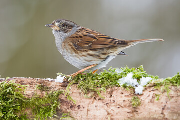 Heckenbraunelle (Prunella modularis)
