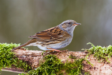Heckenbraunelle (Prunella modularis)