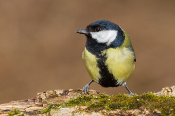 Kohlmeise (parus major)