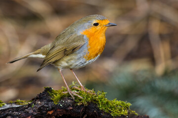 Rotkehlchen (Erithacus rubecula)