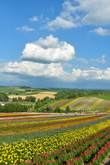 Fototapeta na wymiar 丘に咲いている綺麗な花畑の風景