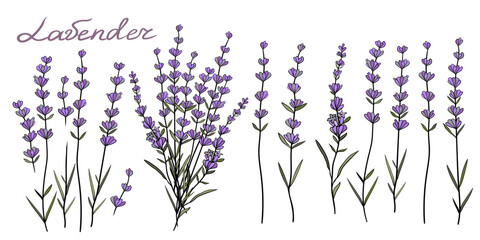 Set Hand Drawn Sketch Lavender plant. Vintage collection of lavender flowers - obrazy, fototapety, plakaty