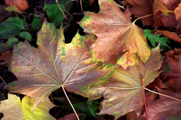 Colorful autumn leaves and plants