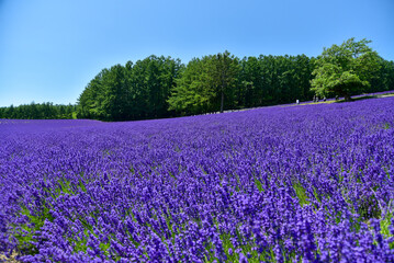 日本で咲いている美しいラベンダーの絶景