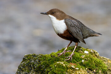 Wasseramsel (Cinclus cinclus)