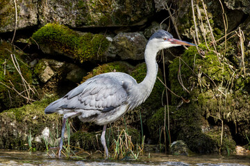 Graureiher (Ardea cinerea)