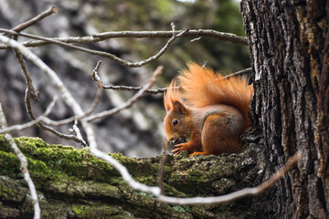 Eichhörnchen (Sciurus vulgaris)