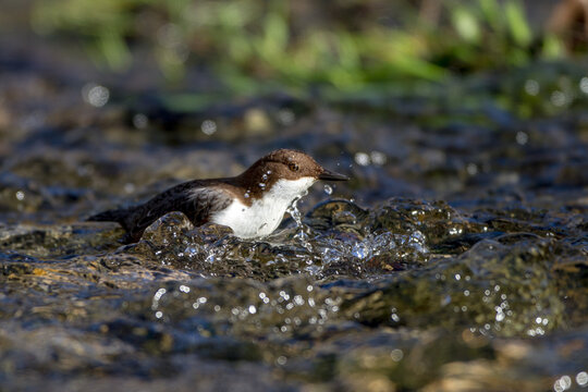 Wasseramsel (Cinclus cinclus)
