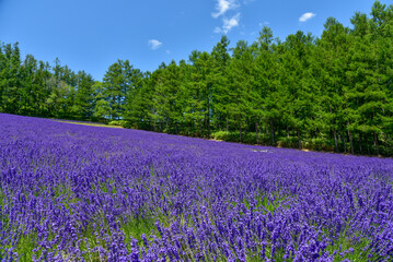 日本で咲いている美しいラベンダーの絶景