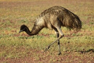 Closeup shot of an Emu walking on the grass field in park in Outback Australia during daylight