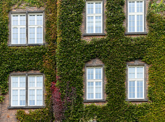 Fototapeta na wymiar Windows of Wawel Castle in Krakow, Poland. Green and ivy growing on the facade of a brick building in the Wawel castle