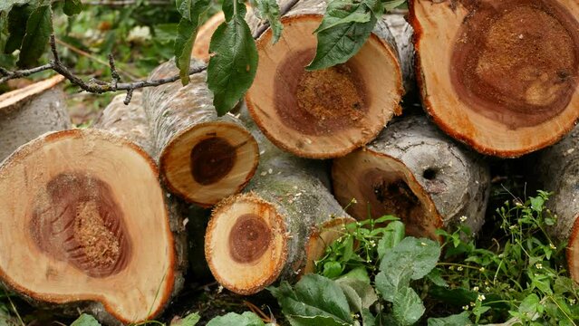 Cut trunks of fruit trees in the garden. On the sections of the sawn trunks, growth rings are visible. Sanitary felling of trees. Diseased trees. Poaching of trees. Firewood for heating houses in