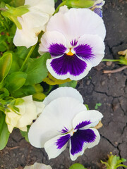 Garden pansies with purple and white petals. Viola tricolor pansies on a flower bed