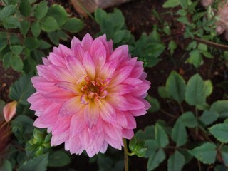pink dahlia flower