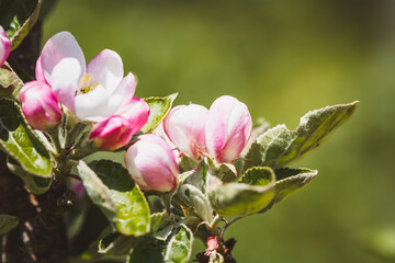 Fototapeta na wymiar Blüten vom Apfelbaum