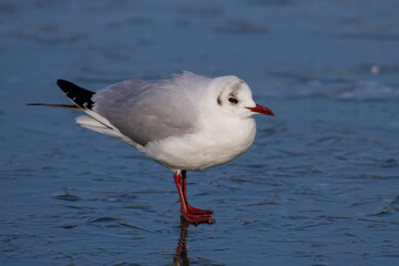 Fototapeta premium Lachmöwe (Larus ridibundus)