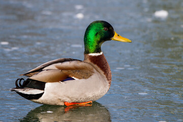 Obraz premium Stockente (Anas platyrhynchos) Männchen