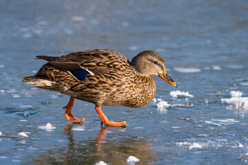 Stockente (Anas platyrhynchos) Weibchen