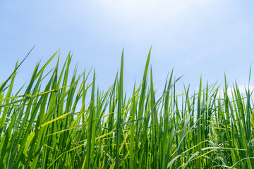 Green paddy rice field is farmer harvest with blue sun sky background.