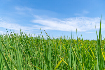 Fototapeta premium Green paddy rice field is farmer harvest with blue sun sky background.