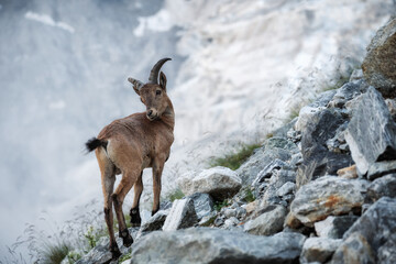 wild goats at the taurus mountains, Antalya, Turkey
