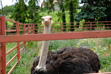 portrait of an ostrich in a zoo 