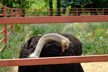 portrait of an ostrich in a zoo 