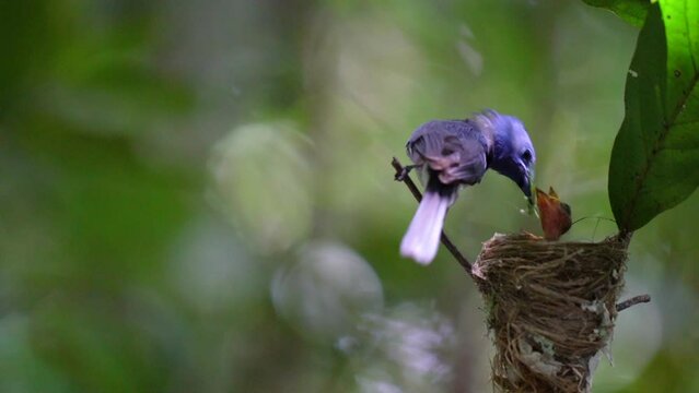 Black-naped Monarch nesting on branches feed the new born baby bird  on small tree.