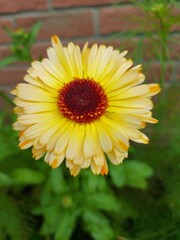 fleur de souci, calendula officianalis