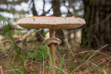 Blurry background, mushroom umbrella in a dark forest
