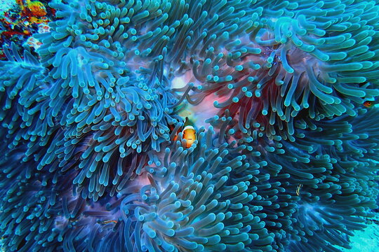 Clownfisch in Seeanemone