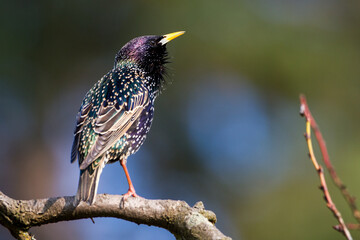 Star (Sturnus vulgaris)