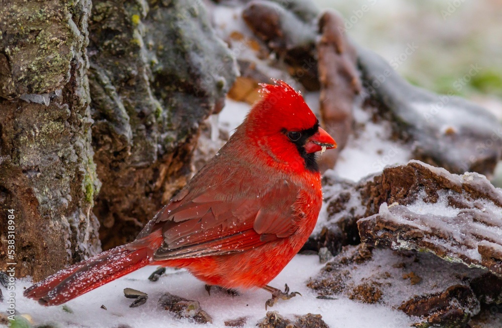 Poster Closeup shot of a red cardinal bird perching on the ground