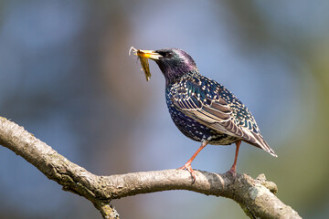 Star (Sturnus vulgaris)
