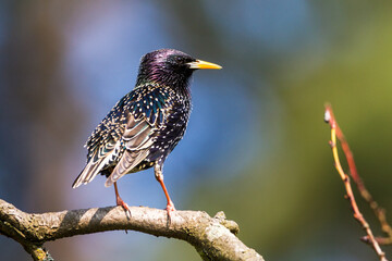 Star (Sturnus vulgaris)