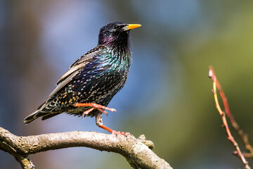 Star (Sturnus vulgaris)