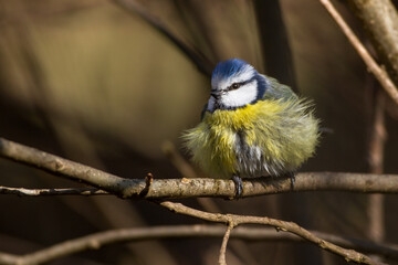 Blaumeise (Cyanistes caeruleus)