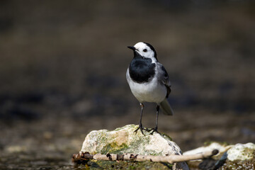 Bachstelze (Motacilla alba)