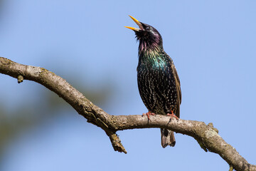 Star (Sturnus vulgaris)