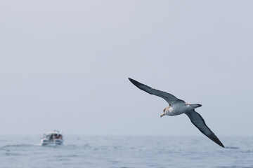Bird flying above the sea with a boat in the background. Cory's Shearwater (Calonectris diomedea) are common on the canary islands.
